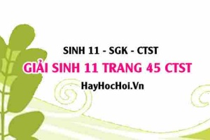 Giải Sinh 11 trang 45 Chân trời sáng tạo SGK